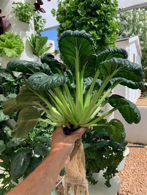 Tower Garden Bok Choy Aeroponic Bok Choy Hydroponic Bok Choy