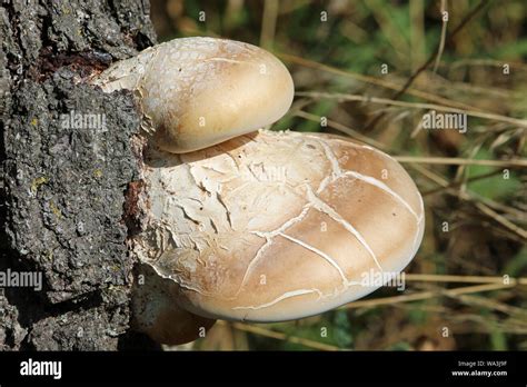 Birch Polypore Piptoporus Betulinus Bracket Fungus Growing Out Of The