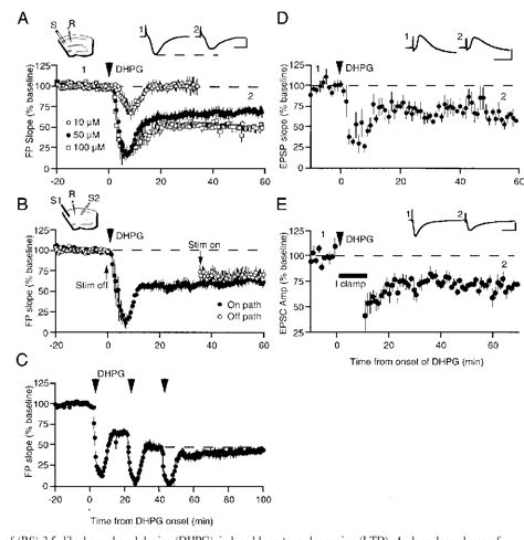 Pdf Chemical Induction Of Mglur And Protein Synthesis Dependent