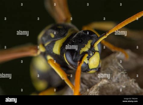 European wasp nest hi-res stock photography and images - Alamy