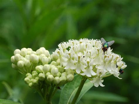 Swamp Milkweed Ice Ballet Hfandg