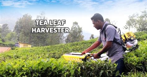 Tea Harvester Machine Operation Process And Its Benefits