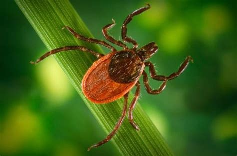 New Guidelines For The Management Of Lyme Disease Dermatology Advisor