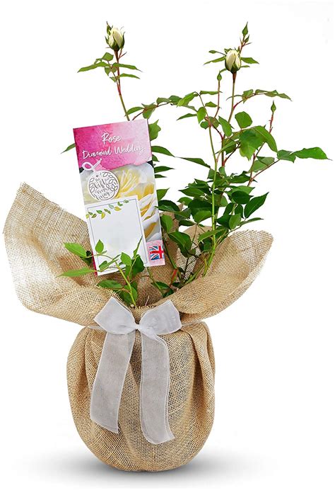 Diamond Th Wedding Anniversary Rose Bush Gift Wrapped Carbeth Plants