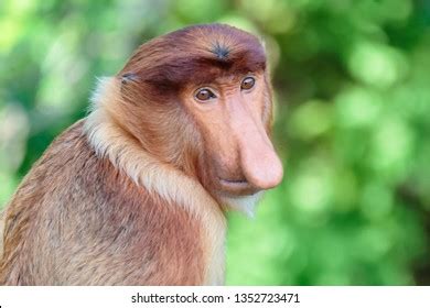 Proboscis Monkey Nasalis Larvatus Longnosed Monkey Stock Photo