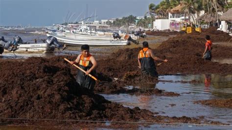 En 2022 se han recolectado más de 52 mil toneladas de sargazo en