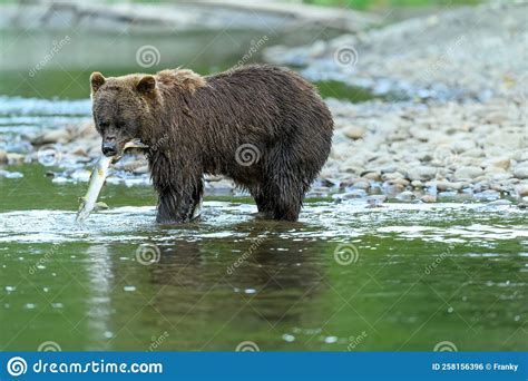 Grizzly Bear Ursus Arctos Horribilis Salmon Fishing In The Atnarko