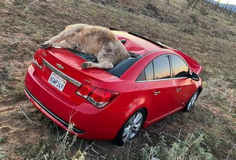 Escalan Choques Por Ganado Suelto En Carreteras De Muleg