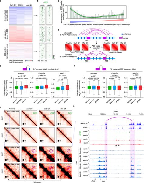 Ctcf Loss Alters Transcription Reactivation Profiles After Mitosis A Download Scientific