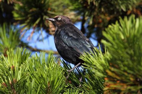 Blackbirds Icteridae