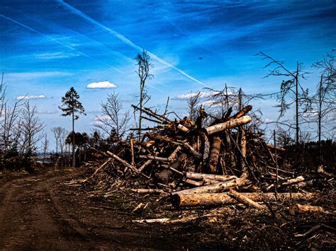 calamity  livath  deviantart