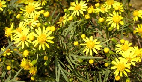 Flora Y Fauna De San Javier Diversidad Natural En Murcia Teleflor