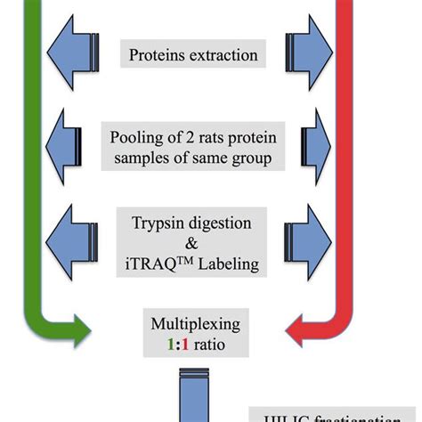 Experimental Workflow For The Quantitative Proteomic Analysis Of Rat Download Scientific