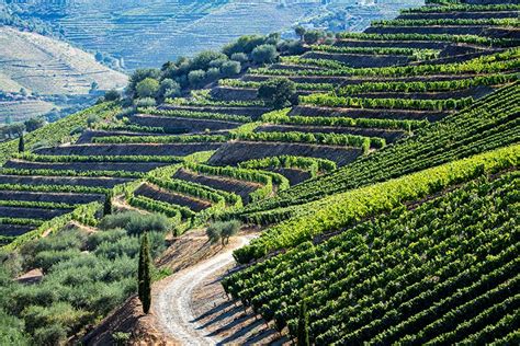 The Douro Valley — Portugal’s Golden River - Photography Travel Tours