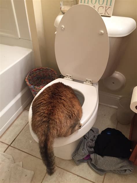 Toilet Cat T At Thomas Garcia Blog