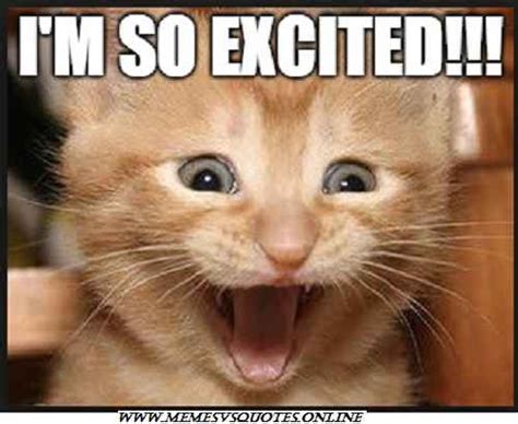 Excited Memes Excited Cat Funny Animal Pictures Cat Memes