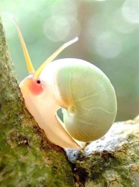 Blush Snail