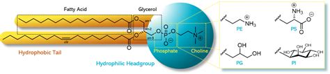 Phospholipid Bilayer Chemical Structure