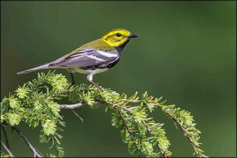 Black Throated Green Warbler Focusing On Wildlife