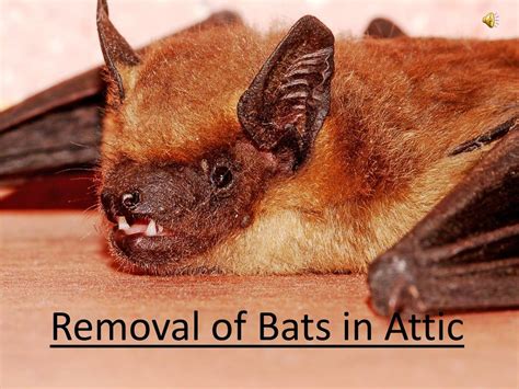 PPT - Removal of Bats in Attic PowerPoint Presentation, free download