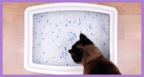 What is kitty litter made of and is it safe for your cat?