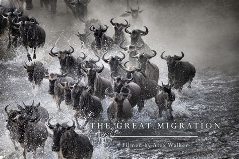 The Great Migration (Video) - Alex Walker's Serian