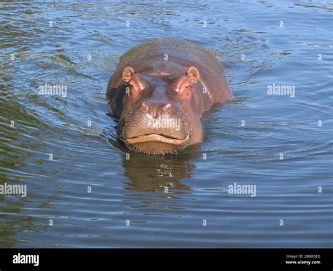 Yawning Hippo Hippopotamus Amphibius Our Beautiful Off