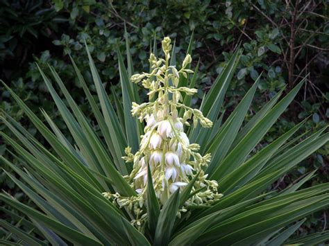 Plante Yucca Exterieur North Mistery