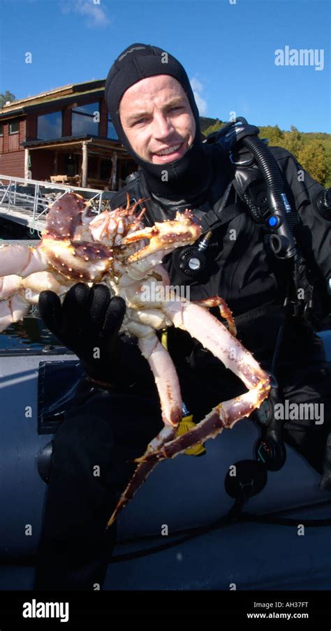 Giant King Crabs In Kirkiness Norway Stock Photo Alamy