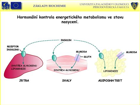 Z Klady Biochemie Kbc Bch Ppt St Hnout