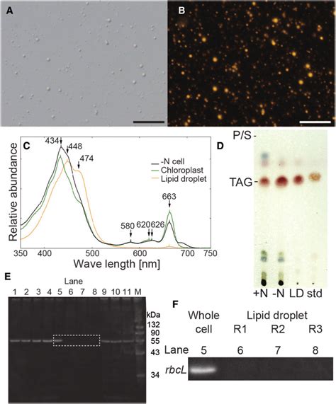 Quality Evaluation Of The Isolated Lipid Droplet Fraction A B