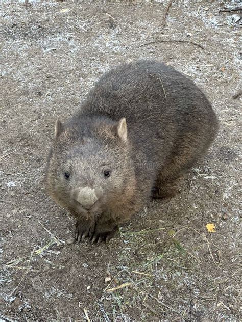 Wombat Australiano Imagen De Archivo Imagen De Sostenido 267217153