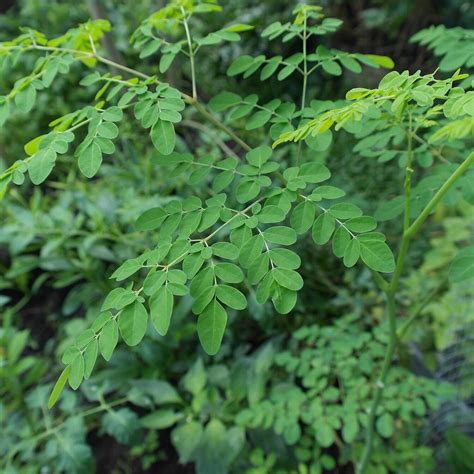 Moringa Tree Tree Of Life Grow Your Nutrient Powerhouse