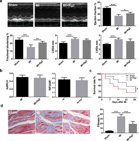 Full Article Ginsenoside Rg Attenuates Myocardial Fibrosis And