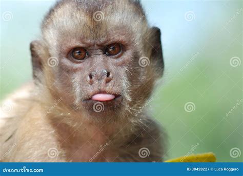 Funny Monkey Pictures Meme - Find images of funny monkey.