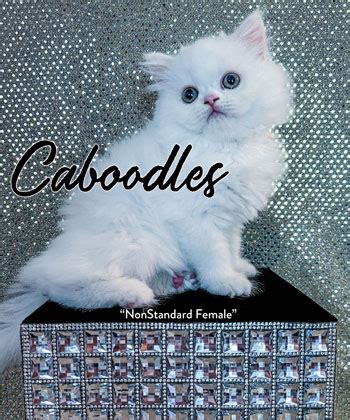 Napoleon Kittens For Sale Persian Napoleon Kittens Available Cattery