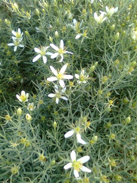 Peganum harmala L. | Syrian rue, Plants, Flowers