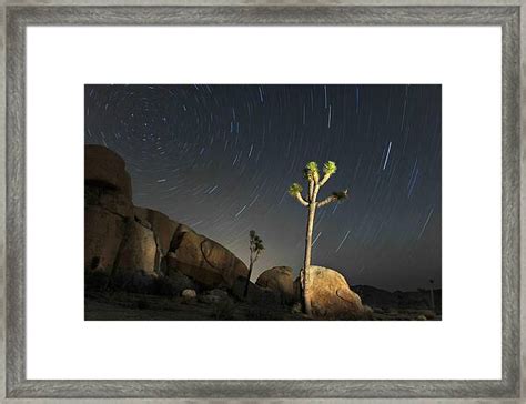 Joshua Tree Star Trails Photograph by Dung Ma