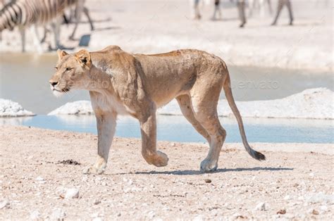 African Lioness With Scars And Visible Wounds Walking Stock Photo By