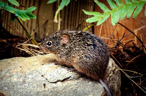 Free Picture Cotton Rat Sigmodon Hispidus