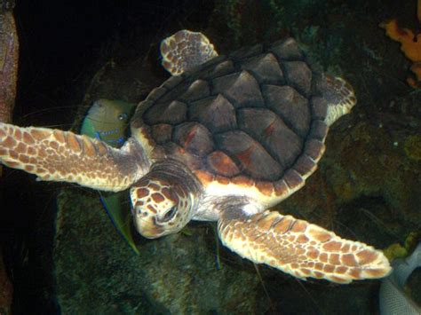 Loggerhead Sea Turtle - Animal Facts and Information