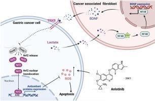 The Cross Talk Between Tumor Cells And Activated Fibroblasts Mediated