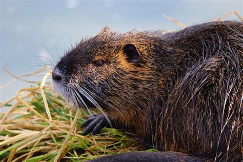 nutria beaver rat coypu myocastor  photo  pixabay pixabay