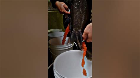 Hatching Process Of Salmon Fish Amazing Fish Video Shorts