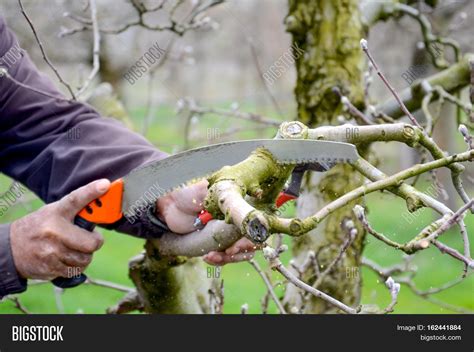 Picture Pruning Apple Image & Photo (Free Trial) | Bigstock