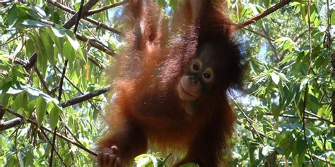 Volunteer Indonesia Wildlife Sanctuary | UK Charity | Globalteer