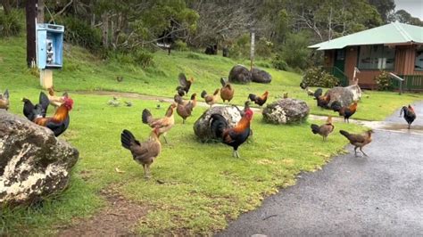 Video Kauai Chickens Gone Wild