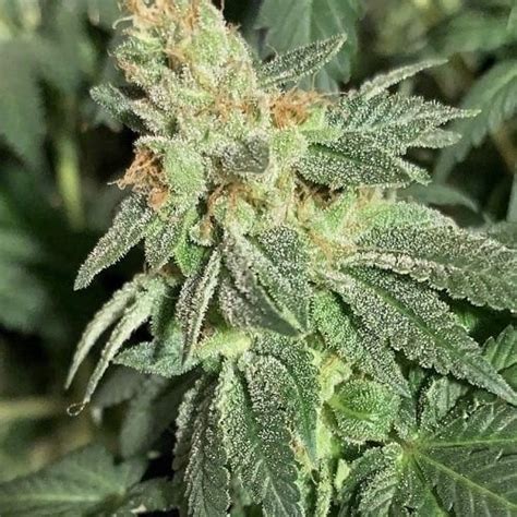 Ice Wreck Strain Balanced Hybrid Seeds With 27 Thc Potency