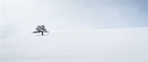 White Tree Snow Wallpapers - 4k, HD White Tree Snow Backgrounds on ...