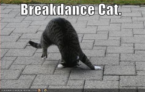 Breakdancing Kitties Cat Images « YOU CAN DO IT